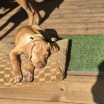 Ungari lühikarvaline vizsla