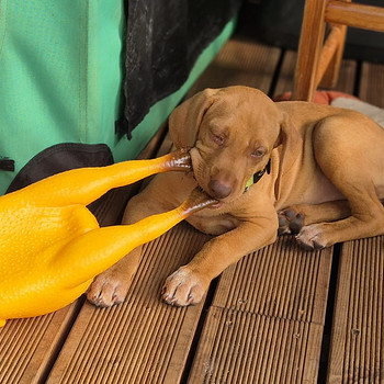 Ungari lühikarvaline vizsla