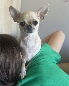 Chihuahua tüdruk otsib peigmeest (1 foto / 3)