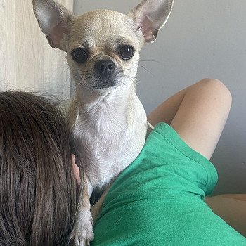 Chihuahua tüdruk otsib peigmeest
