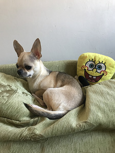 Chihuahua tüdruk otsib peigmeest (2 foto / 3)