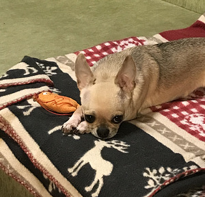 Chihuahua tüdruk otsib peigmeest (3 foto / 3)