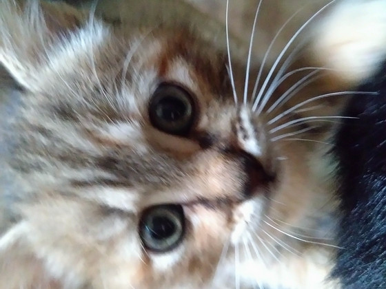 Котенок