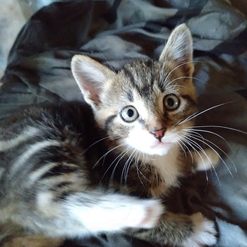 Котенок