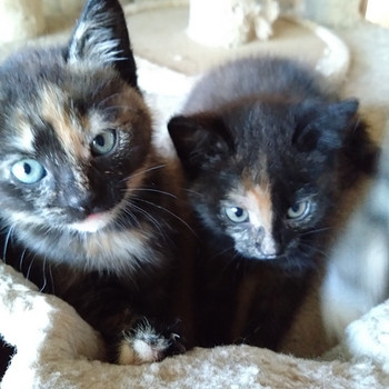 Котенок