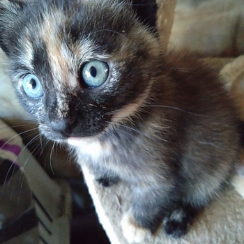 Котенок