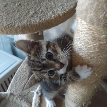 Котенок