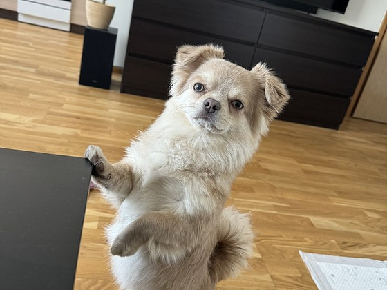 Ищем Невесту