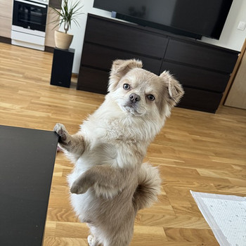 Ищем Невесту