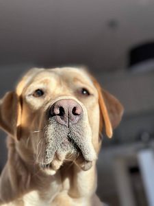otsin labradori peigmeest (1 foto / 3)