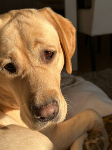 otsin labradori peigmeest (2 foto / 3)
