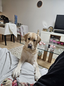 otsin labradori peigmeest (3 foto / 3)