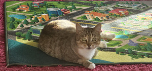 Laste vaip, 100x150 cm (1 foto / 3)