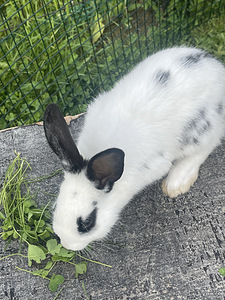 Jänkud otsivad uut kodu!! (1 foto / 6)