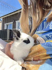 Jänkud otsivad uut kodu!! (3 foto / 6)