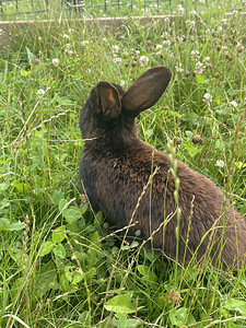 Jänkud otsivad uut kodu!! (6 foto / 6)