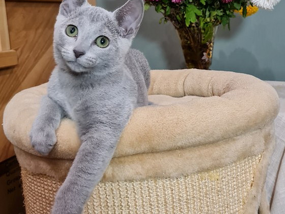 Русские голубые котята