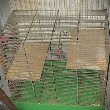 Puuri