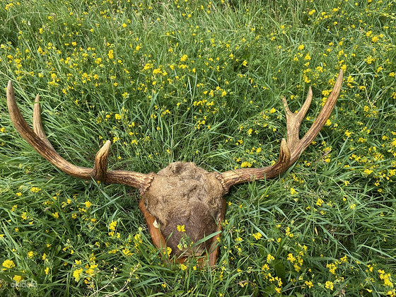 Рога