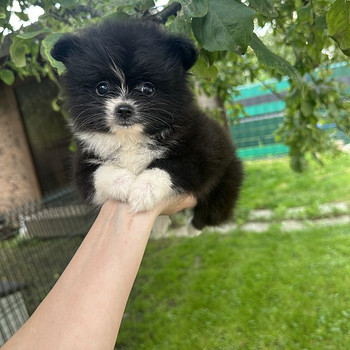 Померанский шпиц мальчик
