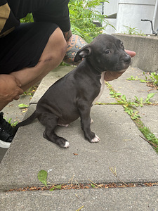 Amstaff uros 2kk (1 valokuva sivusta 5)