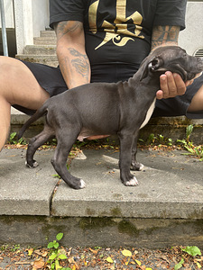 Amstaff uros 2kk (2 valokuva sivusta 5)