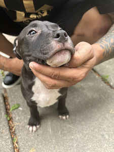 Amstaff uros 2kk (3 valokuva sivusta 5)