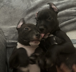 Amstaff uros 2kk (4 valokuva sivusta 5)