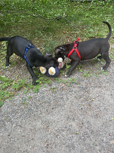 Amstaff uros 2kk (5 valokuva sivusta 5)
