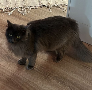 Pitkäkarvainen leikattu tyttö kissa (1 valokuva sivusta 3)