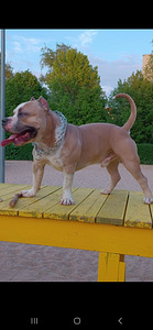 Ameerika bully ootab pruuti (1 foto / 1)