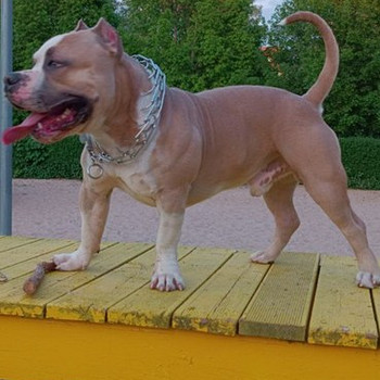Ameerika bully ootab pruuti
