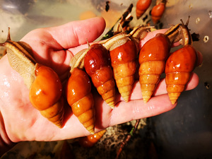 Eksootilised puu-teod Limicolaria Orange (1 foto / 3)