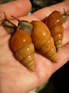 Eksootilised puu-teod Limicolaria Orange (3 foto / 3)