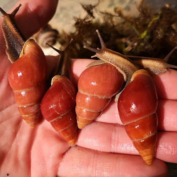 Eksootiline puutigu Limikolaria Red