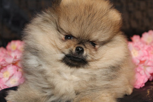 Nukulik pomeranian spitz koer paaritamiseks (4 foto / 5)