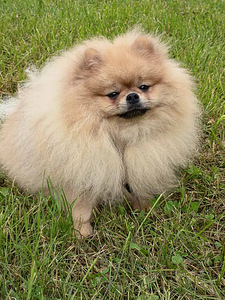 Nukulik pomeranian spitz koer paaritamiseks (3 foto / 5)