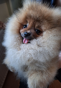 Nukulik pomeranian spitz koer paaritamiseks (5 foto / 5)