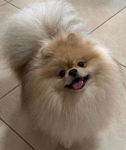 Nukulik pomeranian spitz koer paaritamiseks (1 foto / 5)