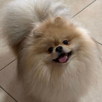Nukulik pomeranian spitz koer paaritamiseks