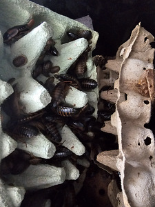 Dubia (1 foto / 1)