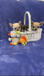 Chihuahua (1 foto no 5)