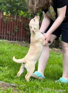 Labradorinnoutajan pentuja (3 valokuva sivusta 3)