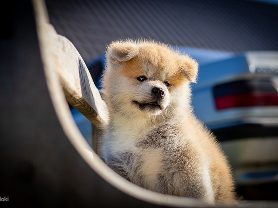 Akita Inu