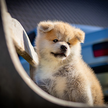 Akita Inu