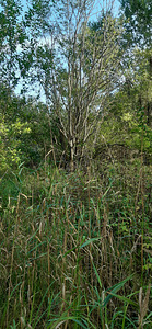 Põõsa, Nina, Peipsiääre vald, Tartumaa (9 foto / 9)