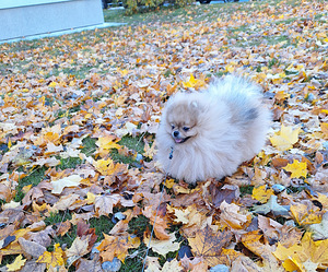 Karvane pomeranian paaritamiseks (2 foto / 6)