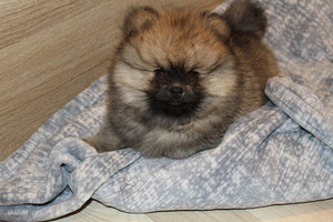Karvane pomeranian paaritamiseks (4 foto / 6)