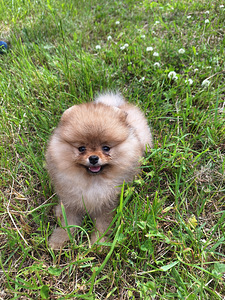 Karvane pomeranian paaritamiseks (5 foto / 6)