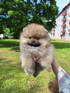 Karvane pomeranian paaritamiseks (6 foto / 6)